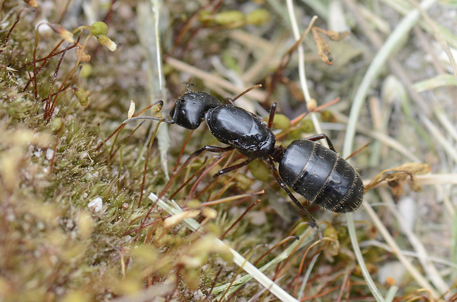 Passo Valles: regina di Camponotus herculeanus